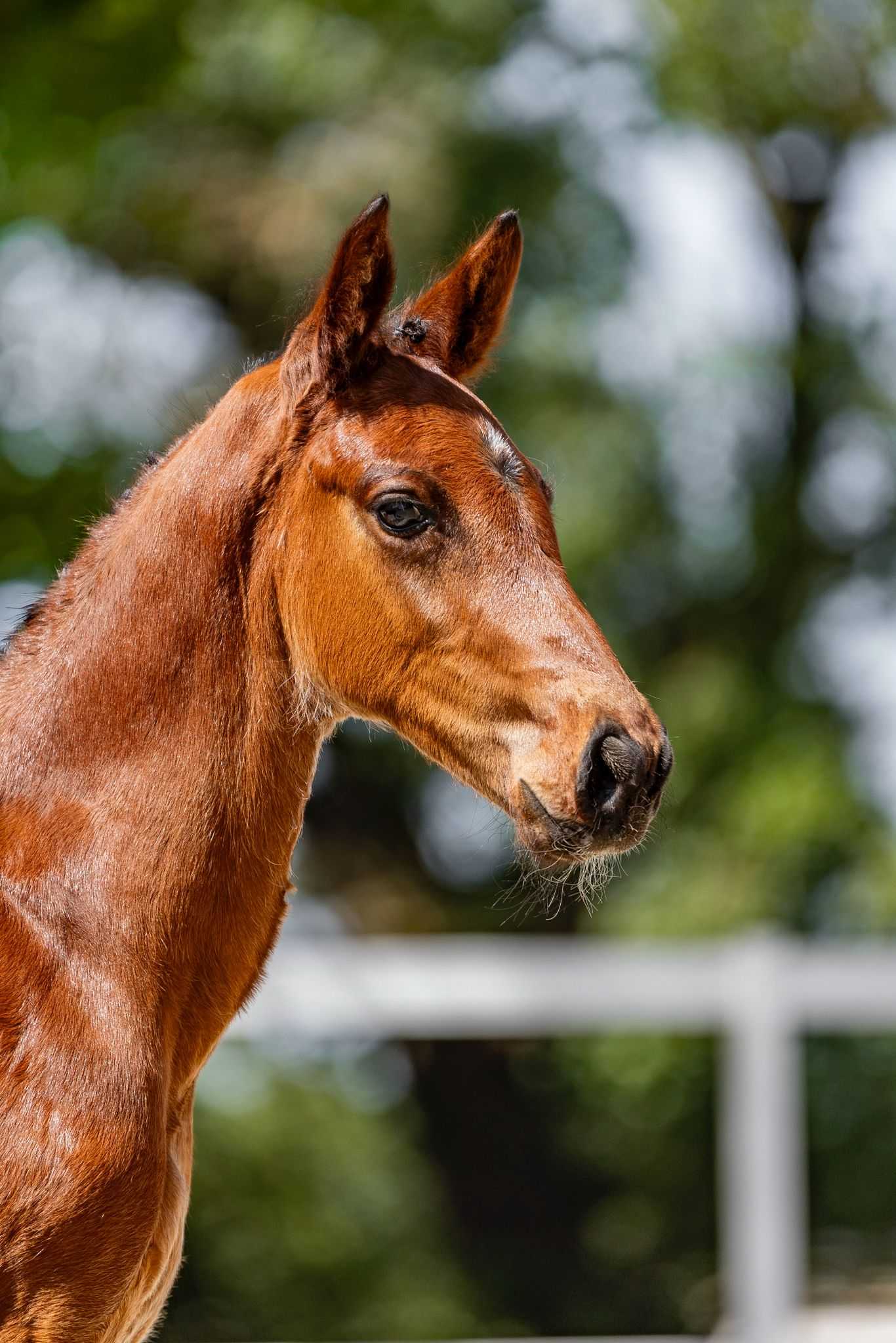 Doc Hollyday 78 Z (Darry Lou x Cornet Obolensky) — Zangersheide · Stallion · 0y
